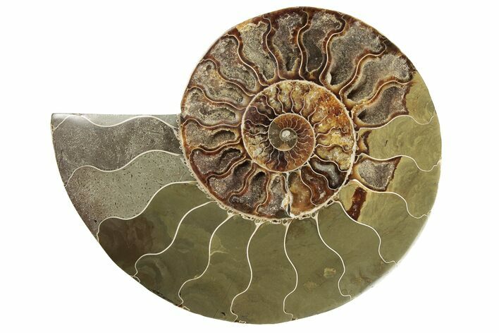 Cut & Polished Ammonite Fossil (Half) - Madagascar #191566